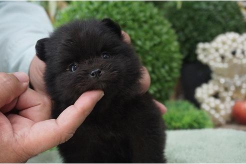 成約済の京都府のポメラニアン-27242の1枚目
