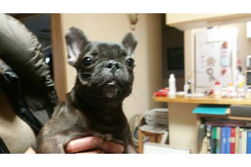 成約済の愛知県のフレンチブルドッグ-27244の3枚目
