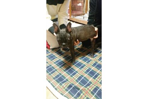 成約済の愛知県のフレンチブルドッグ-27244の1枚目