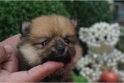 成約済の京都府のポメラニアン-27252の1枚目