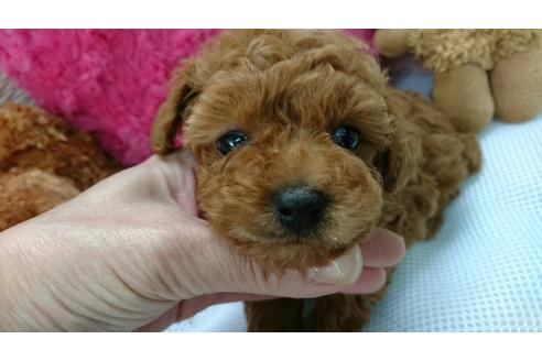 成約済の京都府のトイプードル-27277の1枚目