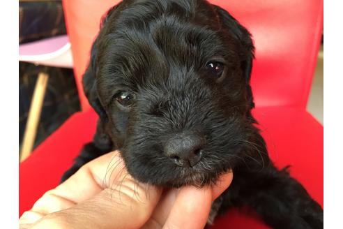 成約済の茨城県のミックス犬-27291の1枚目