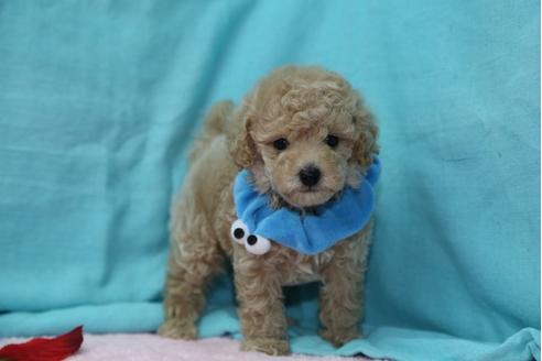 成約済の大分県のトイプードル-27306の3枚目