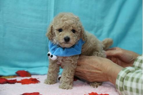 成約済の大分県のトイプードル-27306の2枚目