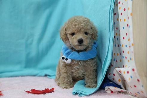 成約済の大分県のトイプードル-27306の1枚目