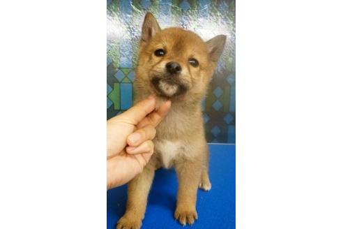 成約済の鹿児島県の柴犬-27310の3枚目
