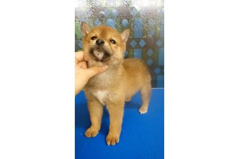 成約済の鹿児島県の柴犬-27310の2枚目
