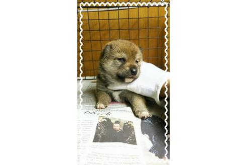 成約済の茨城県の柴犬-27328の1枚目