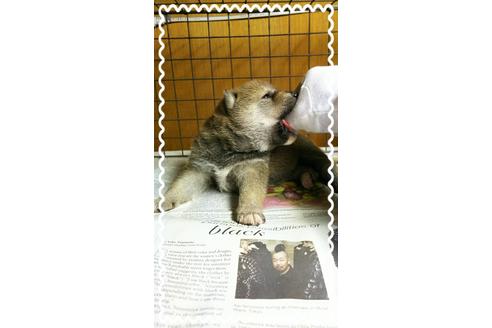 成約済の茨城県の柴犬-27328の2枚目