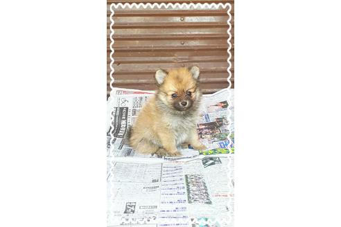 成約済の茨城県のポメラニアン-27330の4枚目