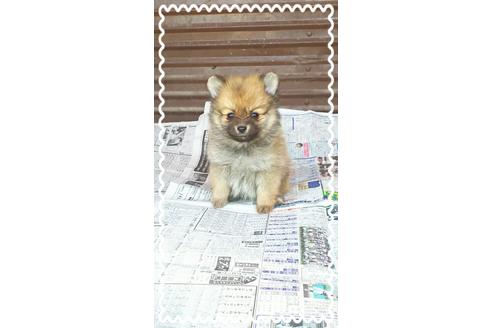 成約済の茨城県のポメラニアン-27330の1枚目