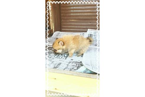 成約済の茨城県のポメラニアン-27330の2枚目
