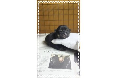 成約済の茨城県の柴犬-27331の2枚目