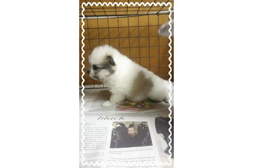 成約済の茨城県のポメラニアン-27342の3枚目