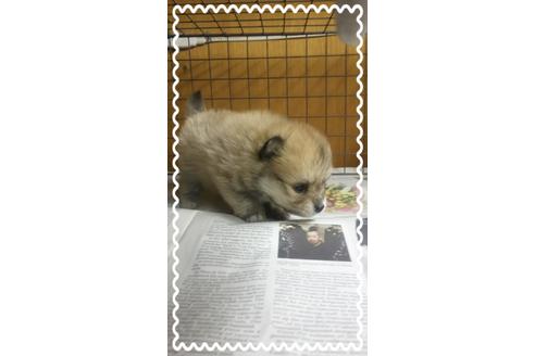 成約済の茨城県のポメラニアン-27343の2枚目