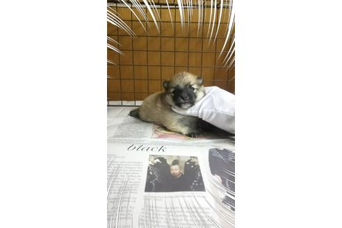成約済の茨城県のポメラニアン-27344の1枚目