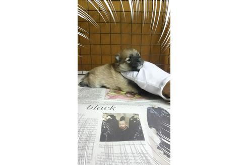 成約済の茨城県のポメラニアン-27344の2枚目