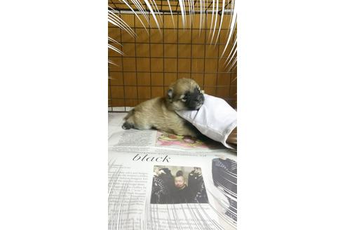 成約済の茨城県のポメラニアン-27344の3枚目