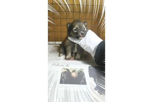 成約済の茨城県のポメラニアン-27345の3枚目