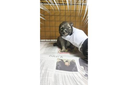 成約済の茨城県のポメラニアン-27345の1枚目