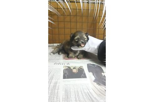 成約済の茨城県のポメラニアン-27345の2枚目
