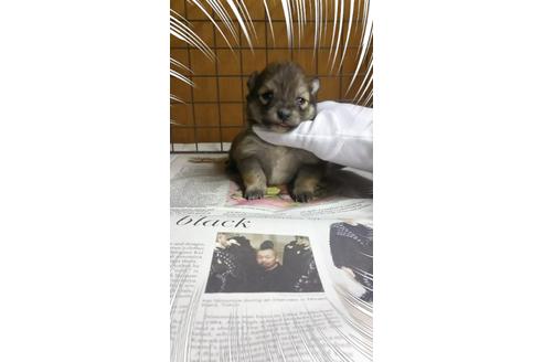 成約済の茨城県のポメラニアン-27346の3枚目