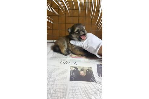 成約済の茨城県のポメラニアン-27346の1枚目