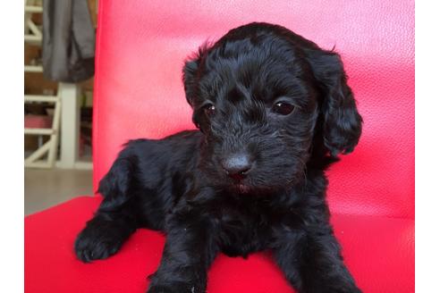 成約済の茨城県のミックス犬-27361の2枚目
