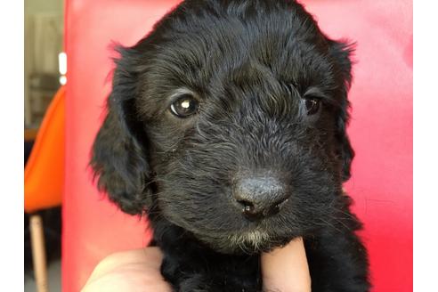 成約済の茨城県のミックス犬-27361の3枚目