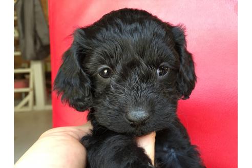 成約済の茨城県のミックス犬-27361の5枚目