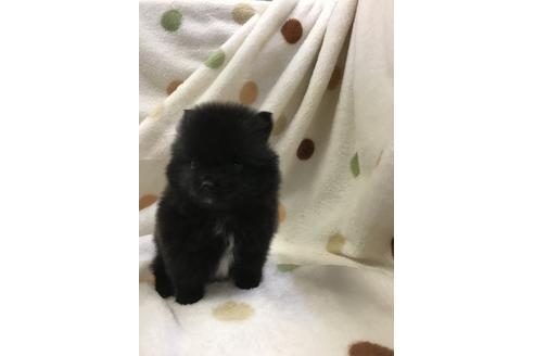 成約済の岐阜県のポメラニアン-27379の2枚目