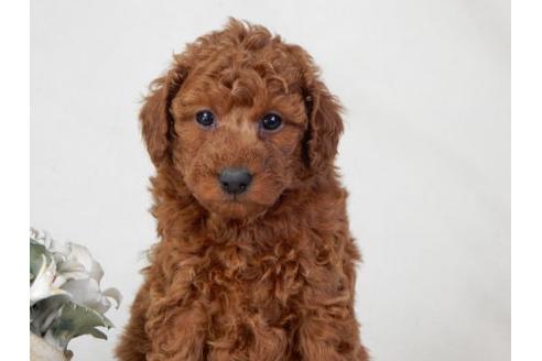 成約済の北海道のトイプードル-27382の1枚目