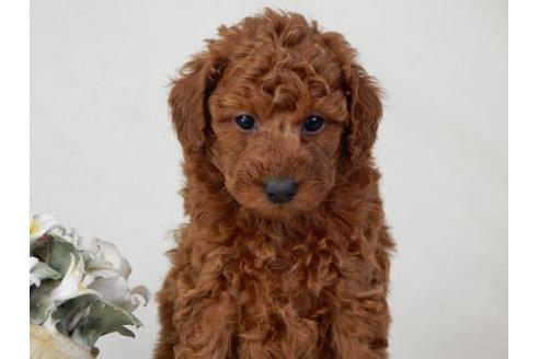 成約済の北海道のトイプードル-27382の2枚目