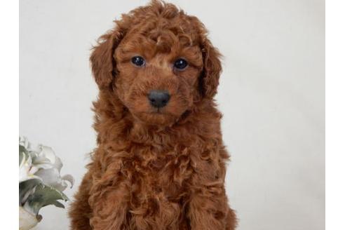 成約済の北海道のトイプードル-27382の3枚目