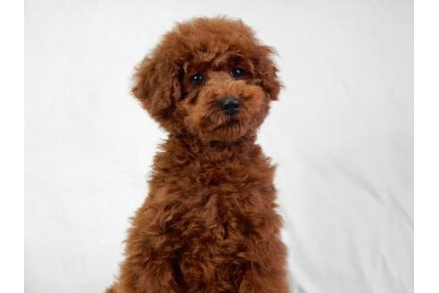 成約済の北海道のトイプードル-27383の1枚目