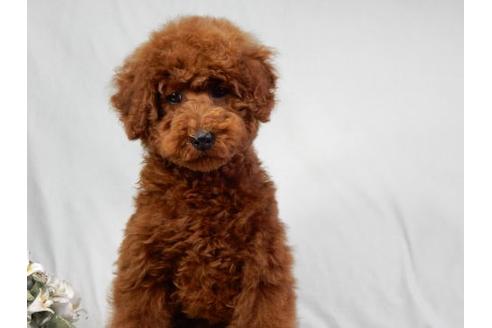 成約済の北海道のトイプードル-27383の2枚目