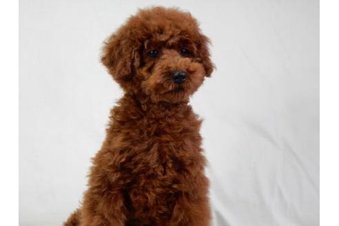 成約済の北海道のトイプードル-27383の3枚目