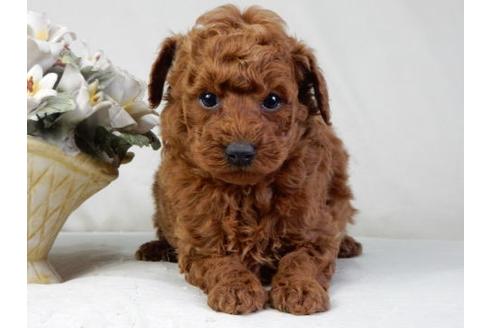 成約済の北海道のトイプードル-27389の3枚目