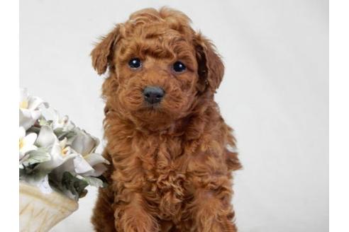 成約済の北海道のトイプードル-27389の1枚目