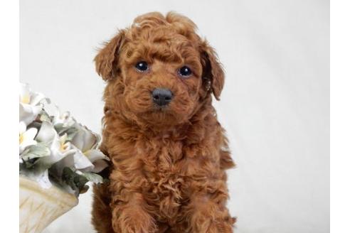 成約済の北海道のトイプードル-27389の2枚目