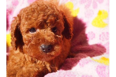 成約済の茨城県のトイプードル-27399の4枚目