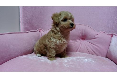 成約済の埼玉県のマルプー:マルチーズ×トイプードル-27405の1枚目