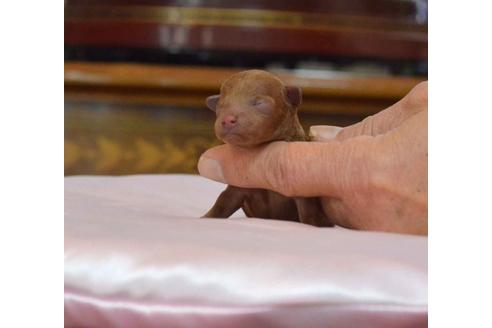 成約済の埼玉県のトイプードル-27414の4枚目