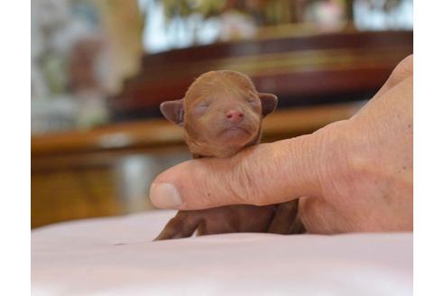 成約済の埼玉県のトイプードル-27415の1枚目