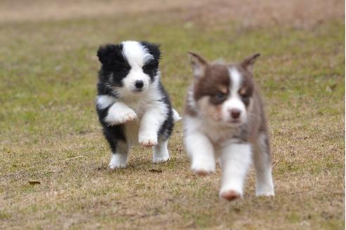成約済の三重県のボーダーコリー-25583の3枚目