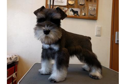 成約済の千葉県のミニチュアシュナウザー-24294の5枚目