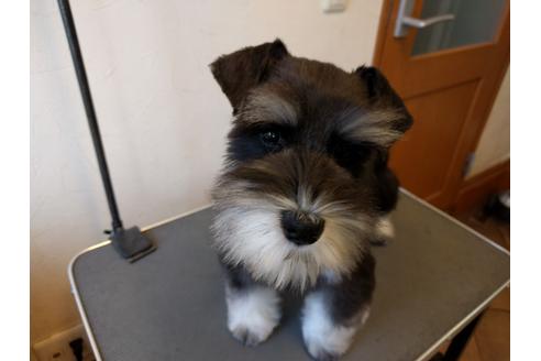 成約済の千葉県のミニチュアシュナウザー-24294の4枚目