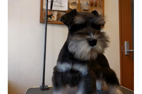 成約済の千葉県のミニチュアシュナウザー-24294の3枚目