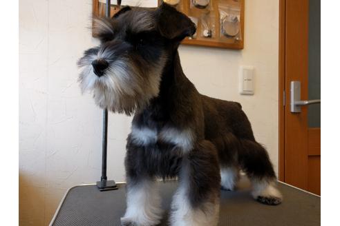 成約済の千葉県のミニチュアシュナウザー-24294の2枚目