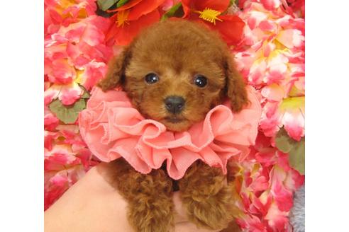 成約済の茨城県のトイプードル-27466の5枚目